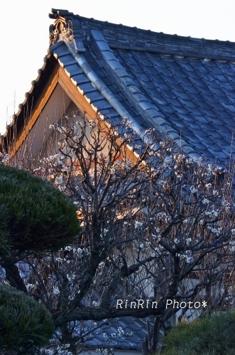 2019年2月心應寺の夕梅