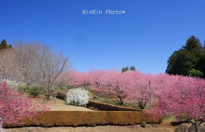 ２０１９年３月安楽寺花桃の風景