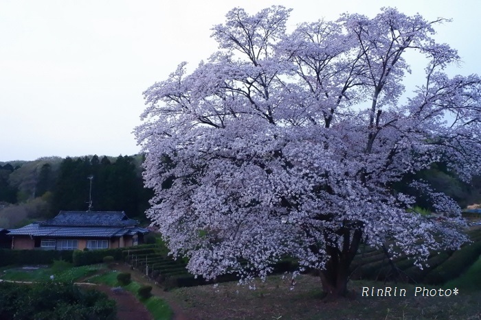 ２０１９年4月岩渕の朝の桜
