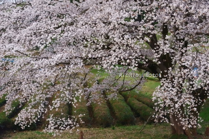 ２０１９年4月岩渕の桜一部