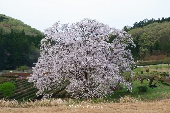 ２０１９年4月岩渕の畑の桜