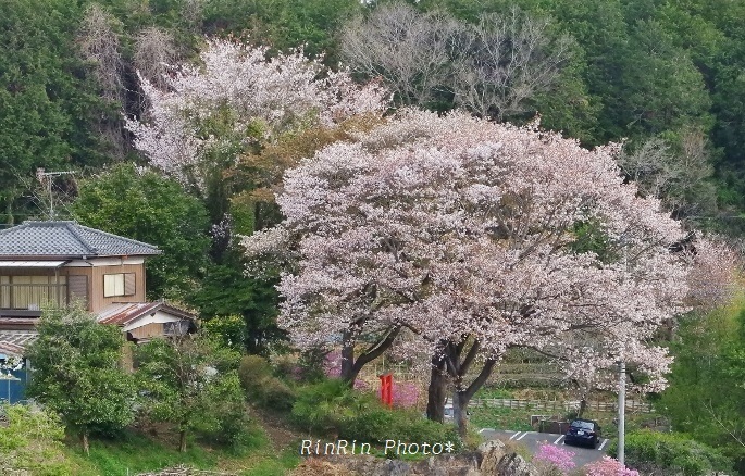 ２０１９年4月岩渕の鳥居の桜