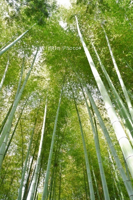 ２０１９年4月能仁寺見上げる竹林