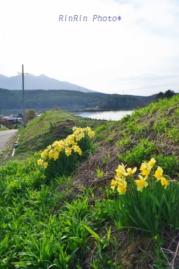 2019年GW富士見町畦に咲く水仙
