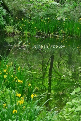 2019年5月阿須の黄菖蒲の池