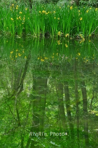 2019年5月阿須の湿地映り込み