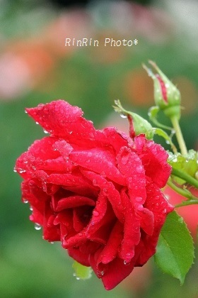 2019年6月智光山公園しずく赤バラ