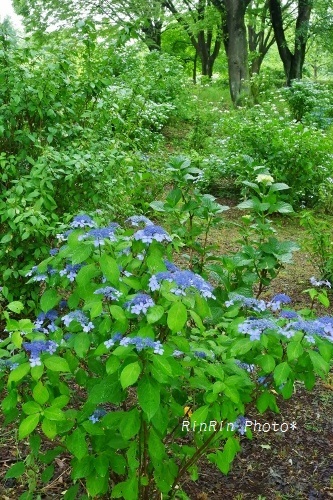 2019年6月智光山公園の青の額紫陽花