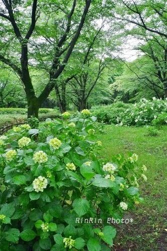 2019年6月智光山公園の白紫陽花