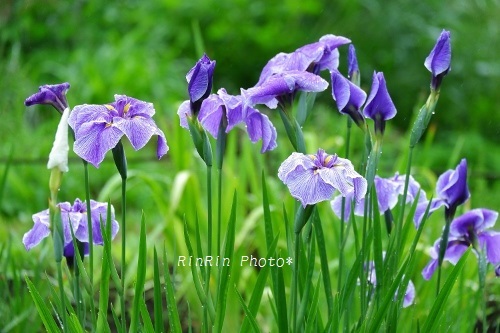 2019年6月智光山公園青紫の菖蒲