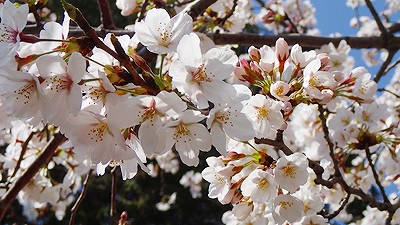 s-桜の花