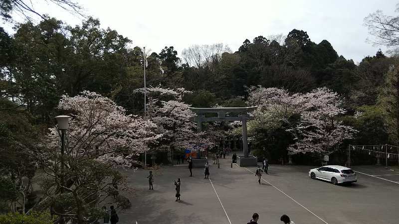 香取神宮総門からの桜201904
