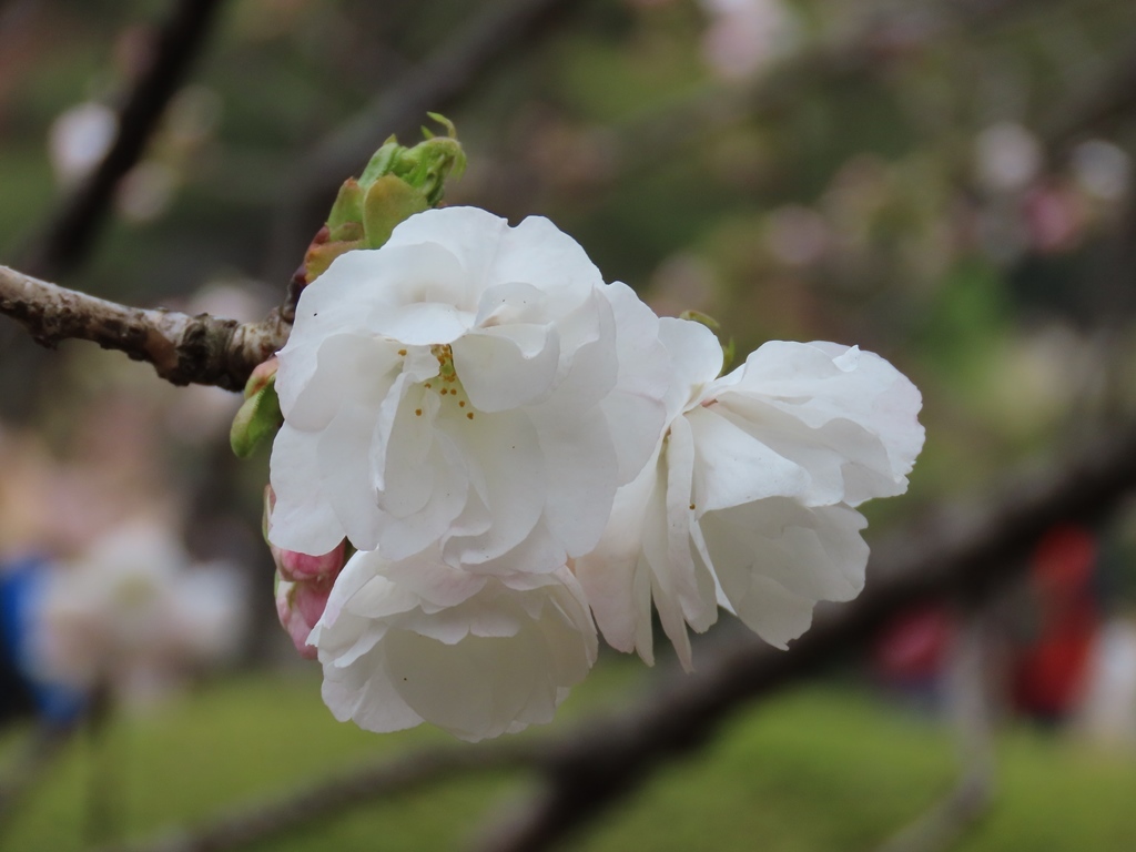 白妙（シロタエ）という名の桜