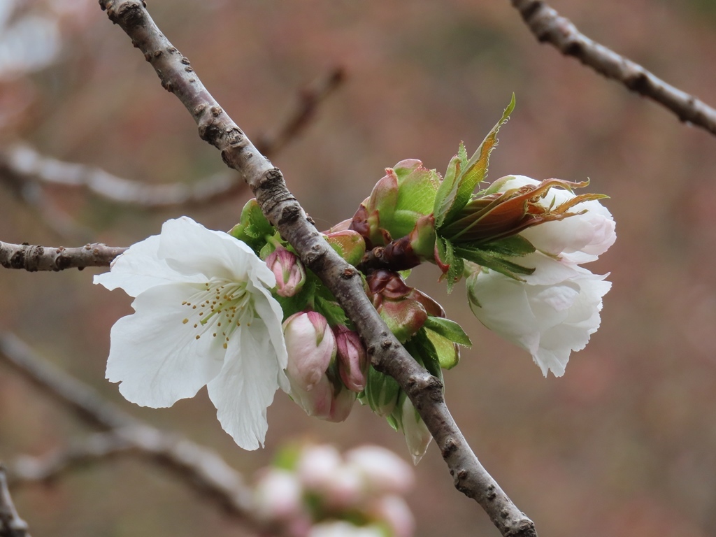 太白（タイハク）という名の桜