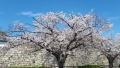 大阪城の桜②