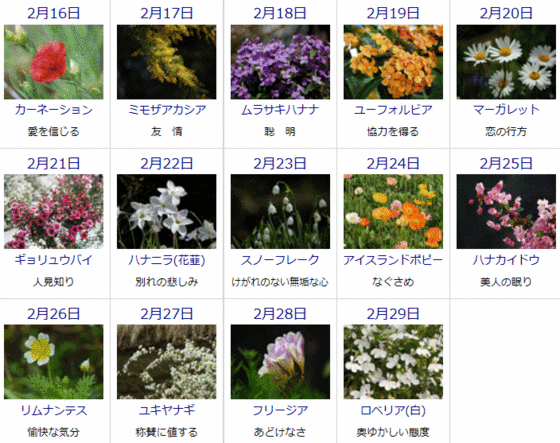 花便りゆうちゃんのひとりごと 2月の誕生花と花言葉カレンダー
