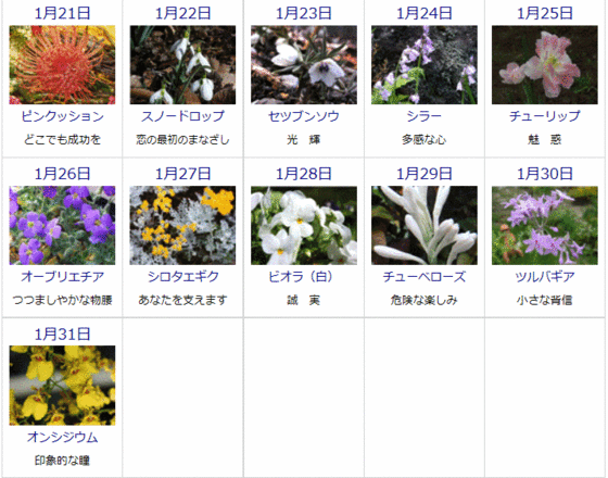 ゆうちゃんのブログ 1月の誕生花と花言葉カレンダー