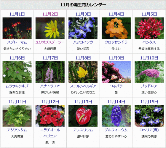 花便りゆうちゃんのひとりごと 11月の誕生花と花言葉カレンダー
