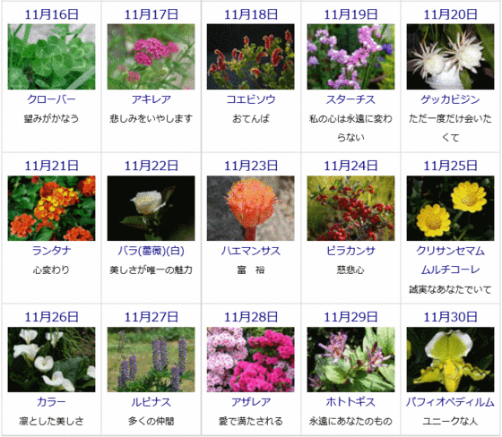 ゆうちゃんのひとりごと 11月の誕生花と花言葉カレンダー