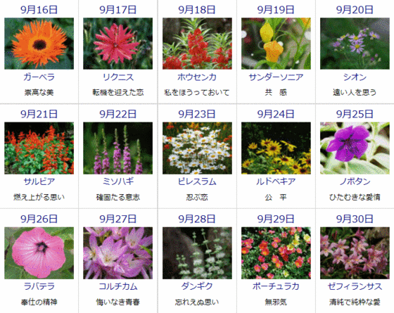 ゆうちゃんのブログ 9月の誕生花と花言葉カレンダー