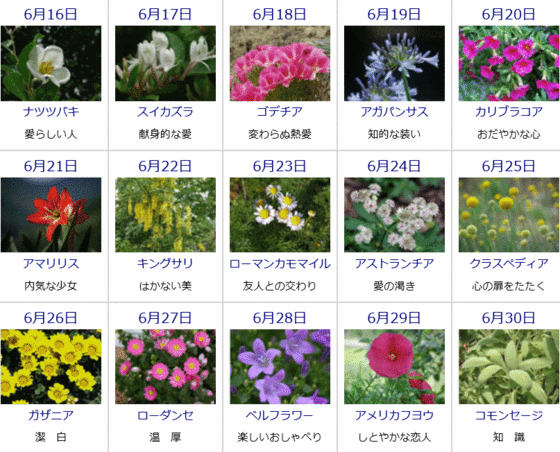ゆうちゃんのブログ 6月の誕生花と花言葉カレンダー