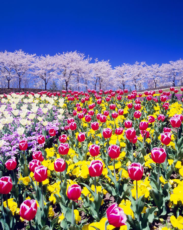 東北地方の旅したくなる 春のお花畑スポット 10選 ゆうちゃんのひとりごと